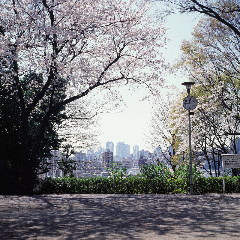 20030406 目白台1丁目遊び場の桜（03.16.01）