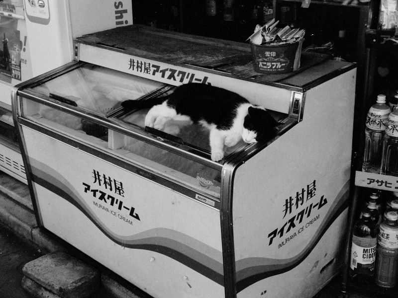 049_1 盛夏、店先の冷凍庫の上で涼む猫 新宿区市谷台町21-1 19940815（94.11.29）