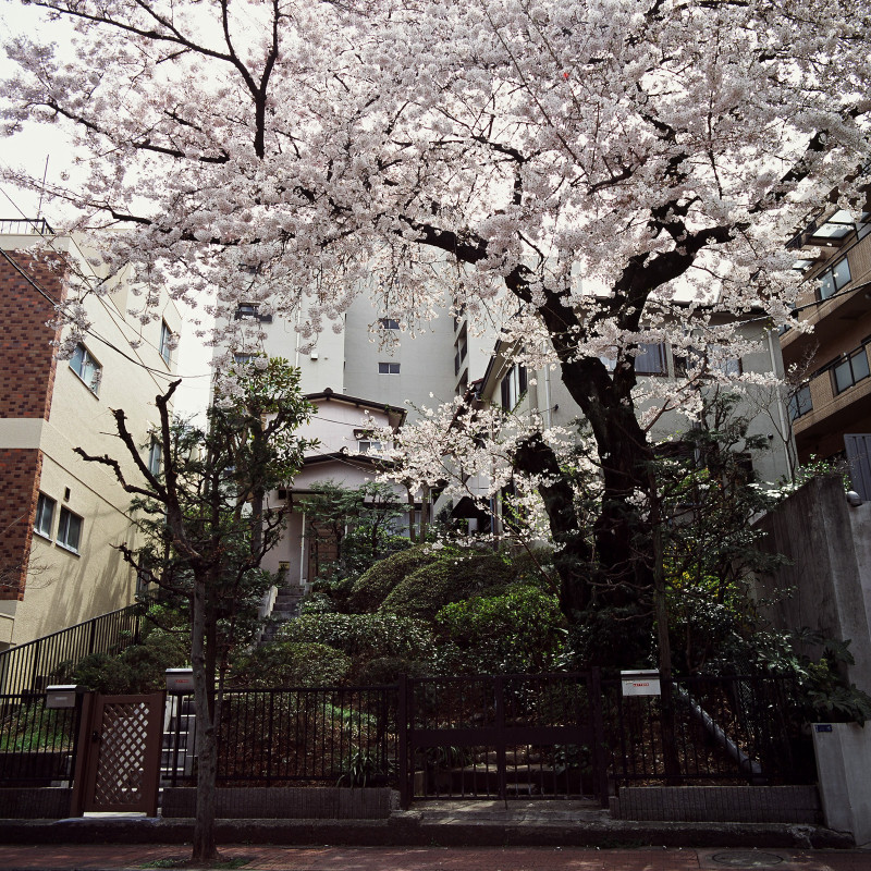 005 H邸の桜 渋谷区松濤1-26-16 20110407（11.16.23）
